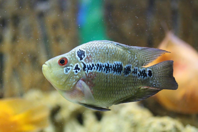 Бриллиантовый