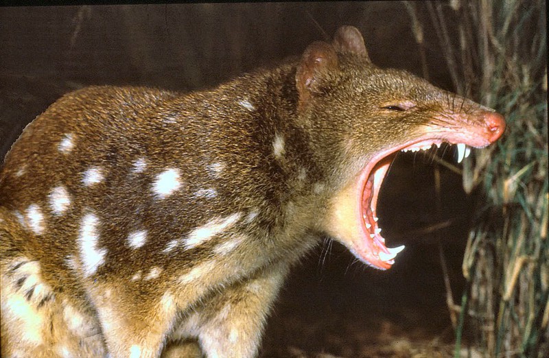 Сумчатая куница: последний из могикан