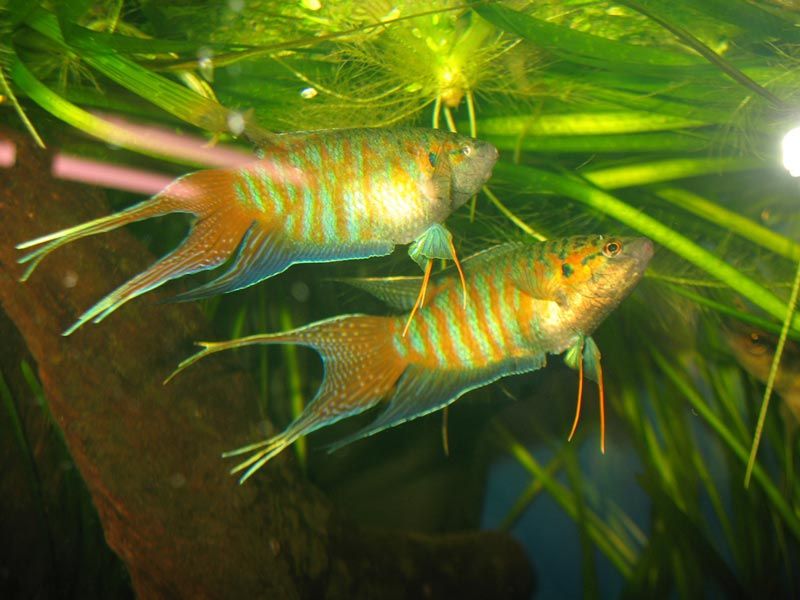 Классический