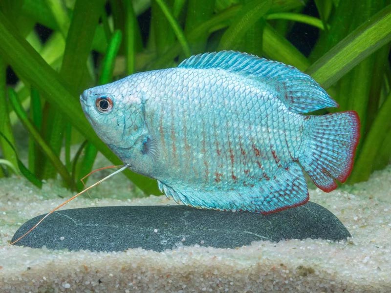 Кобальтовый