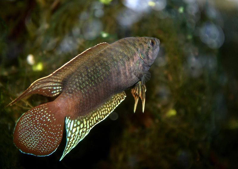 Китайский макропод