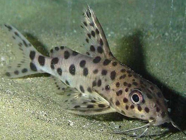 Сомик Далматинец Далматинец