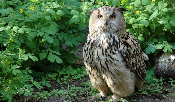 Фото: Сова на природе