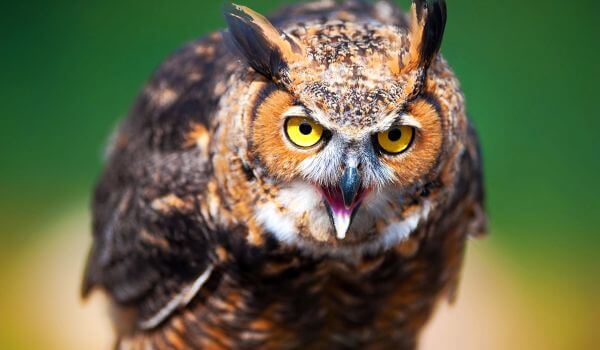 Фото: Филин