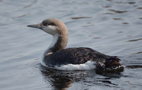 Гагара-птица-Описание-особенности-виды-образ-жизни-и-среда-обитания-гагары-10