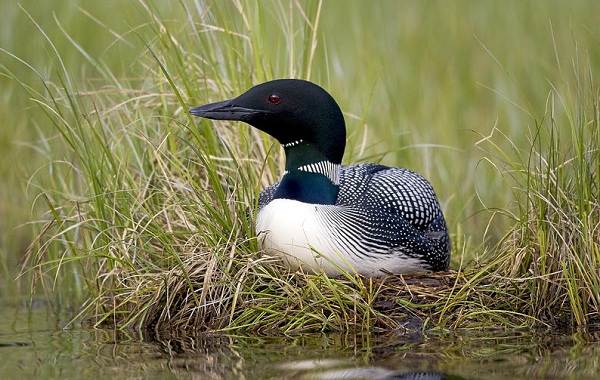 Гагара-птица-Описание-особенности-виды-образ-жизни-и-среда-обитания-гагары-11