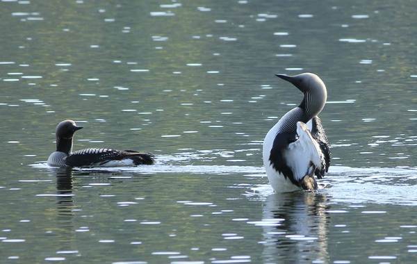 Гагара-птица-Описание-особенности-виды-образ-жизни-и-среда-обитания-гагары-12