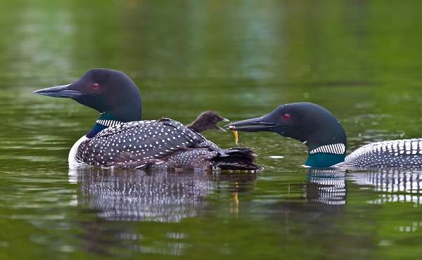 Gagar-bird-Описание-особенности-виды-образ-жизни-и-среда-обитания-гагары-13