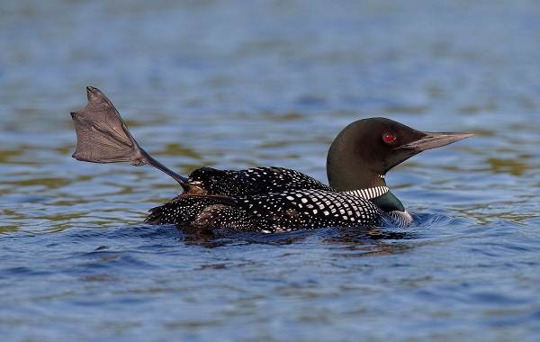 Гагара-птица-Описание-особенности-виды-образ-жизни-и-среда-обитания-гагары-14