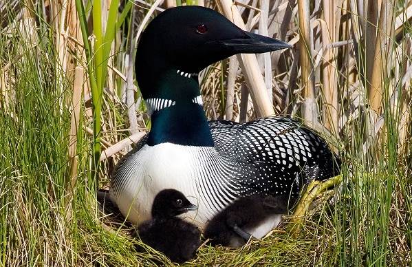 Гагара-птица-Описание-особенности-виды-образ-жизни-и-среда-обитания-гагары-15
