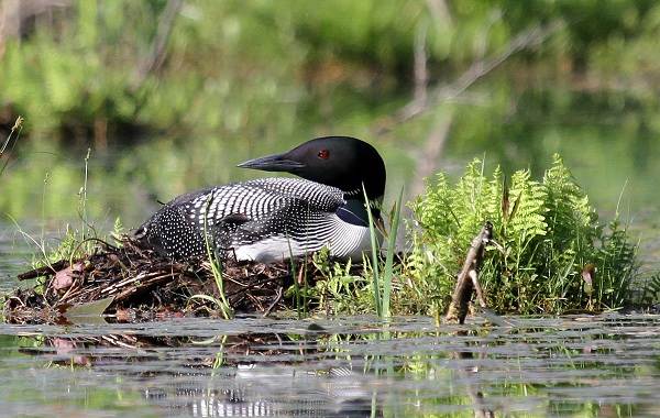 Гагара-птица-Описание-особенности-виды-образ-жизни-и-среда-обитания-гагары-16