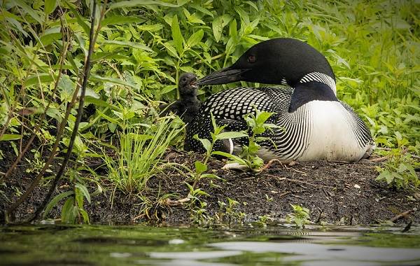 Гагара-птица-Описание-особенности-виды-образ-жизни-и-среда-обитания-гагары-17