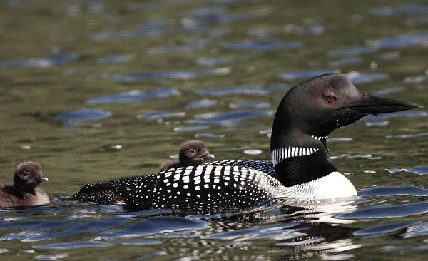 Гагара-птица-Описание-особенности-виды-образ-жизни-и-среда-обитания-гагары-18