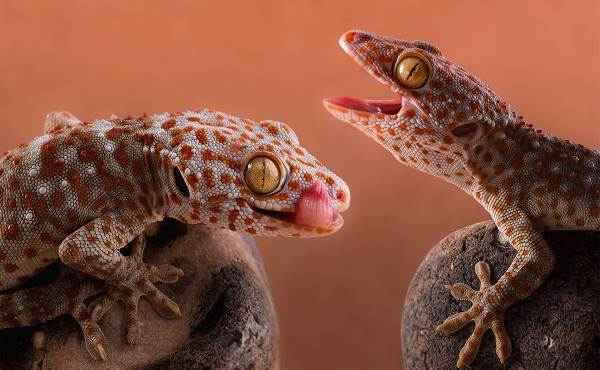 Геккон-животное-описание-особенности-виды-образ жизни-и-среда обитания-геккон-19