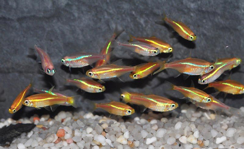 Золотые Неоны Золотой