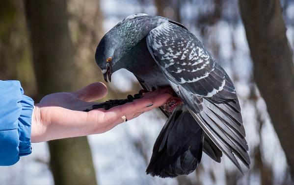 Голубь-птица-описание-особенности-виды-образ жизни-и-среда обитания-голубь-20