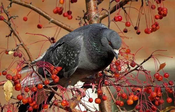 Голубь-птица-описание-особенности-виды-образ жизни-и-среда обитания-голубь-23