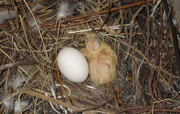 Голубь-птица-описание-особенности-виды-образ жизни-и-среда обитания-голубь-25