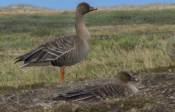 Goose-goose-bird-Description-features-life-and-abitat-of-goose-1