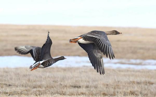 Гусь-гусь-птица-Описание-особенности-образ жизни-и-среда обитания-10