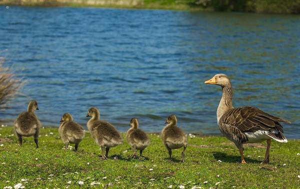 Гусь-гусь-птица-Описание-особенности-образ жизни-и-среда обитания-15