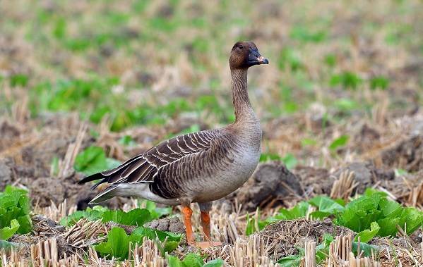 Гусь-гусь-птица-описание-особенности-образ жизни-и-среда обитания-боб-гусь-2