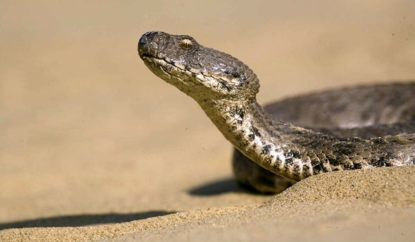 Фото: Гюрза