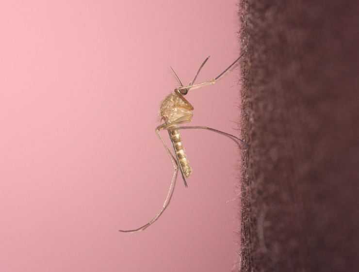 Малярийный комар – экскурсия в жизнь переносчика опасного заболевания