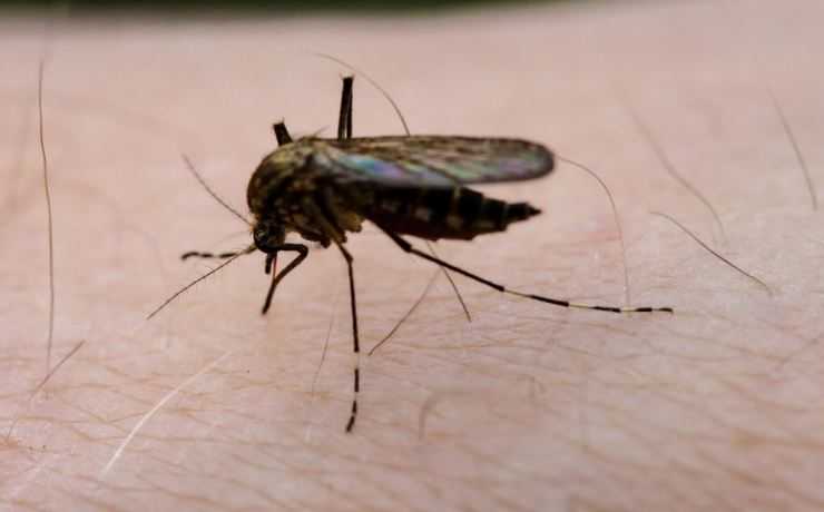 Малярийный комар – экскурсия в жизнь переносчика опасного заболевания