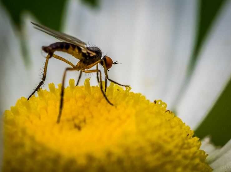 Малярийный комар – экскурсия в жизнь переносчика опасного заболевания