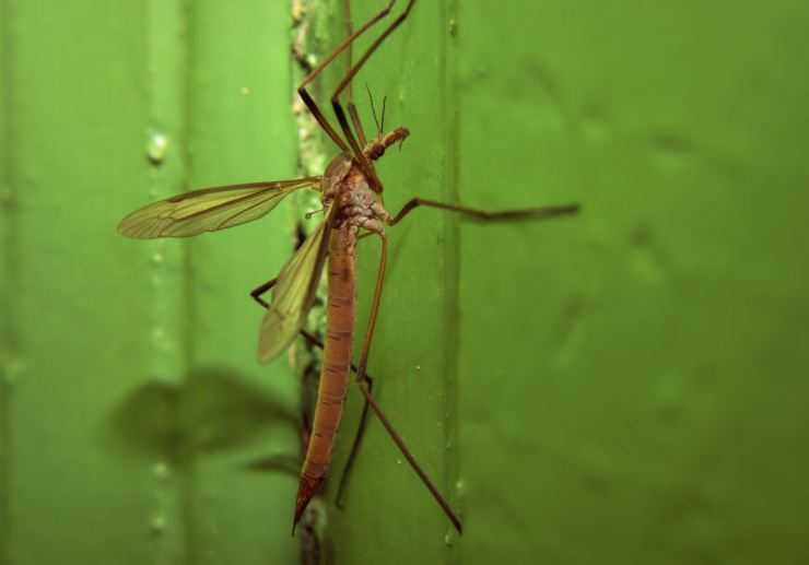 Малярийный комар – экскурсия в жизнь переносчика опасного заболевания