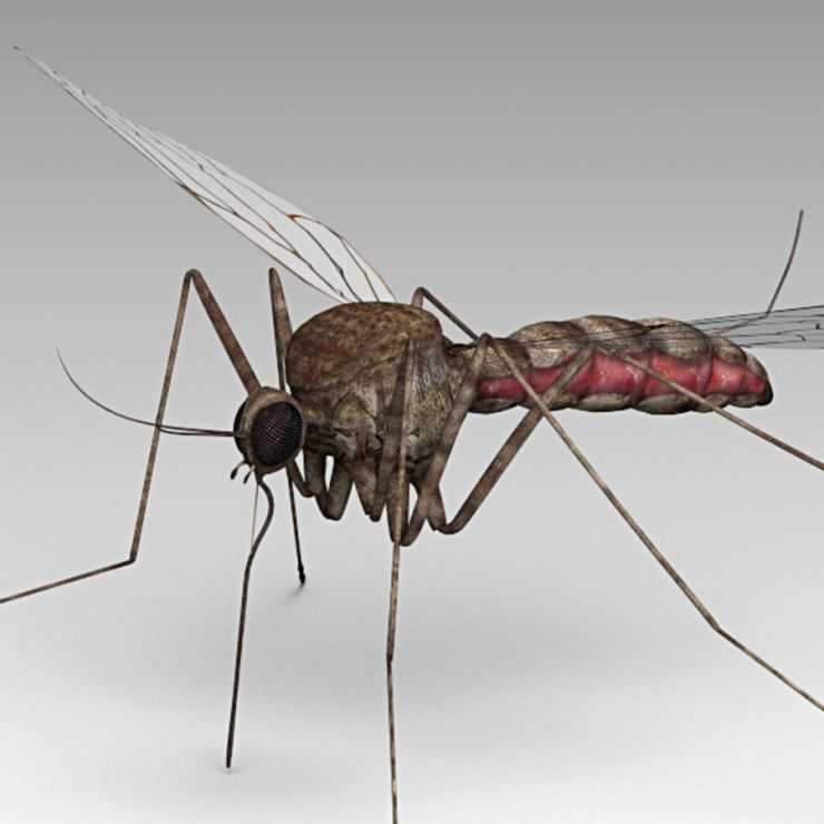 Малярийный комар – экскурсия в жизнь переносчика опасного заболевания