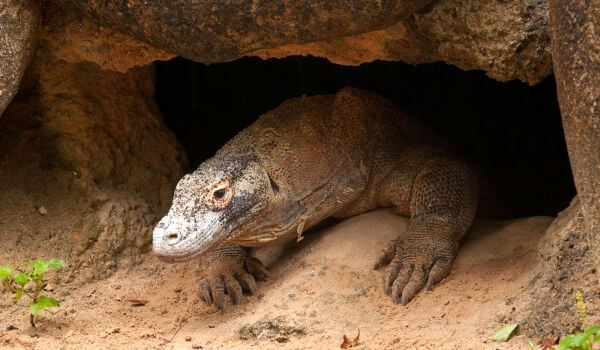 Фото: Животное Комодский варан