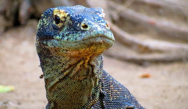 Фото: Комодский варан животное