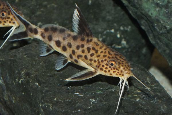 Сомик Кукушка или Многопятнистый Кукушка или Многопятнистый