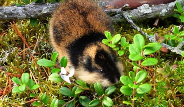 Фото: Скоглемминг