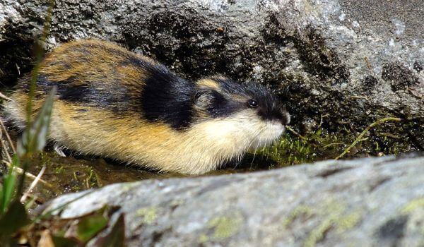 Фото: лемминги