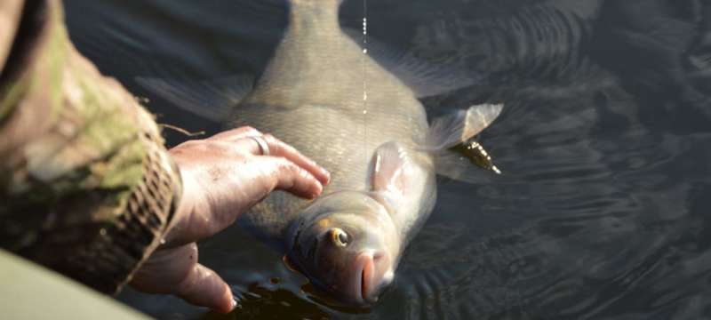 Лещ весной на фидер