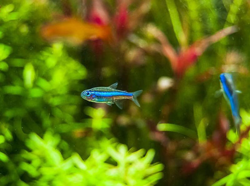 Бирюзовые или Ложные Голубые Неоны Бирюзовые Неоны