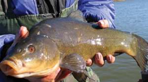 Линь в апреле