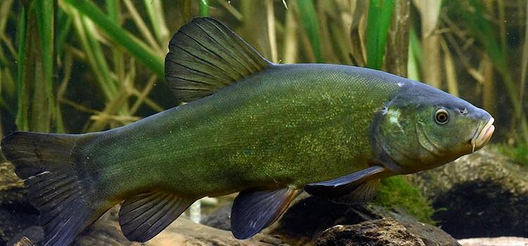 Линь под водой фото