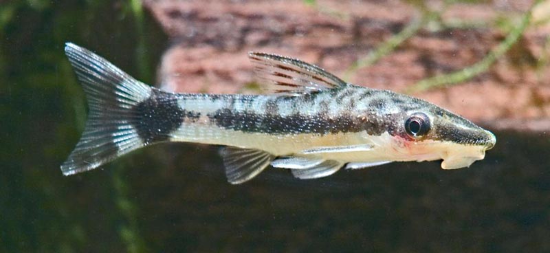 Сомик Макроспилус Макроспилус