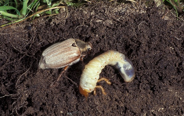 Майское-клоп-насекомое-Описание-вид-образ жизни-и-среда обитания-20