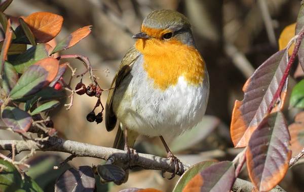 Робин-птица-описание-особенности-виды-образ жизни-и-среда обитания-робин-15