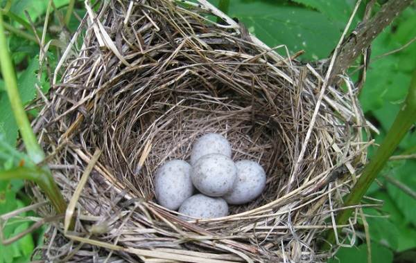 Робин-птица-Описание-особенности-виды-образ жизни-и-среда обитания-робин-19