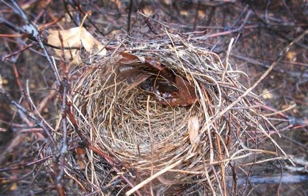 Робин-птица-Описание-особенности-виды-образ жизни-и-среда обитания-робин-20