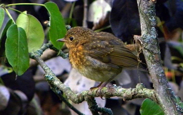 Робин-птица-Описание-особенности-вид-образ жизни-и-среда обитания-робин-21