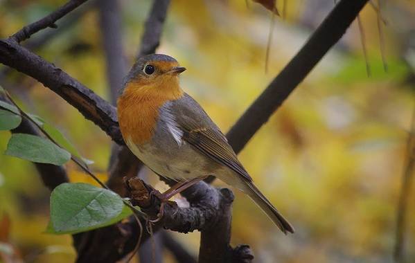 Робин-птица-Описание-особенности-виды-образ жизни-и-среда обитания-Робин-5