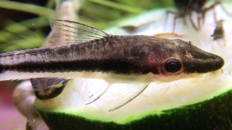 Отоцинклюс Мария Мария