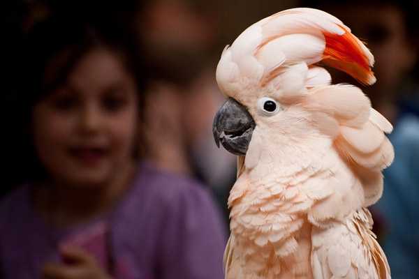 молуккский с большим красивым хохолком